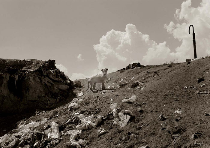 Touching Portraits Of Stray Dogs Waiting To Be Adopted