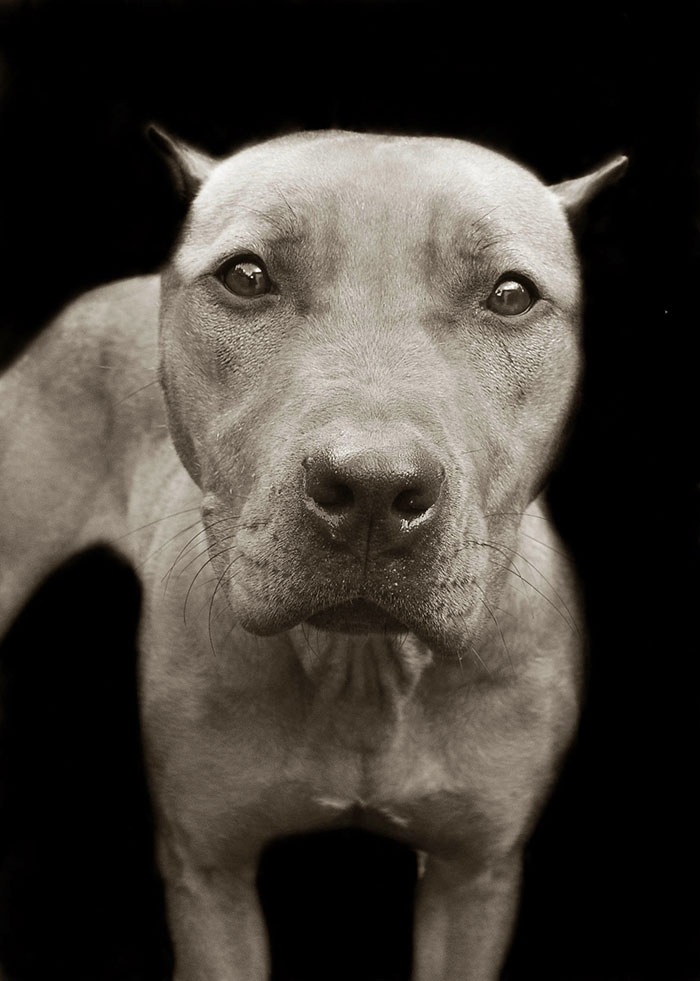 Touching Portraits Of Stray Dogs Waiting To Be Adopted