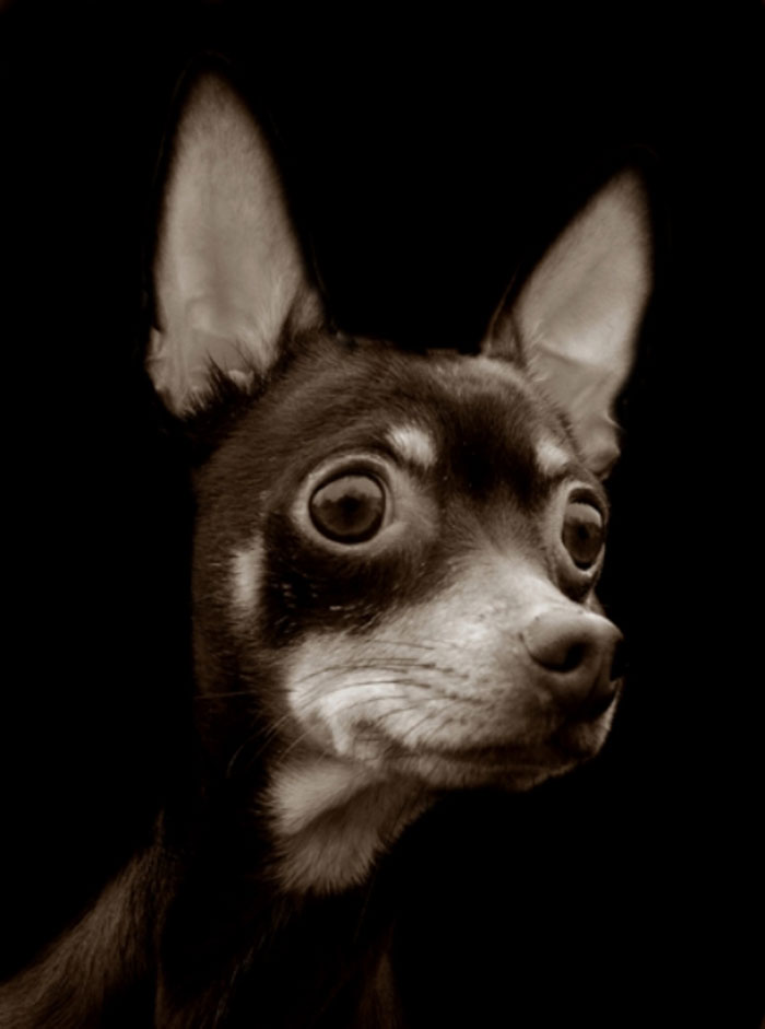 Touching Portraits Of Stray Dogs Waiting To Be Adopted