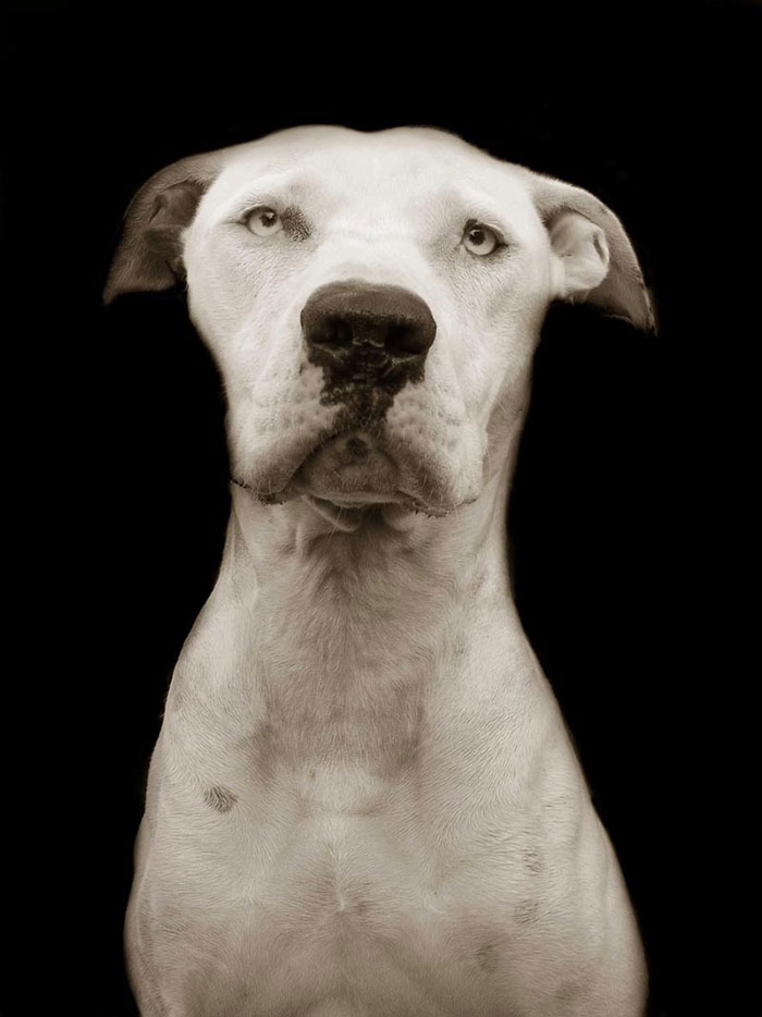 Touching Portraits Of Stray Dogs Waiting To Be Adopted