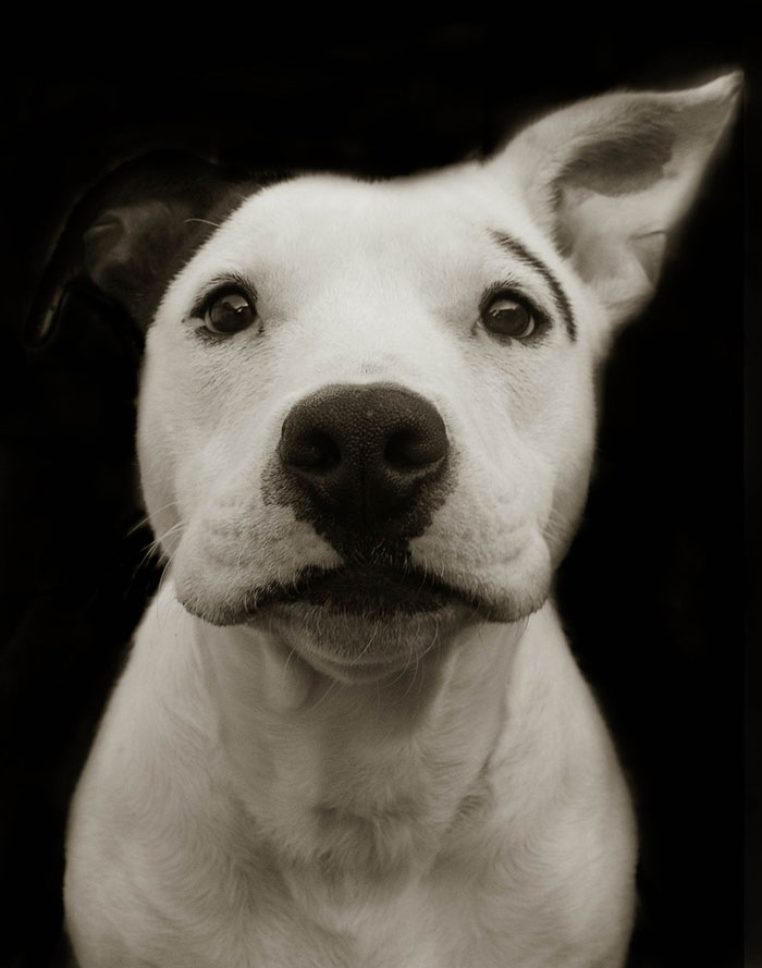 Touching Portraits Of Stray Dogs Waiting To Be Adopted