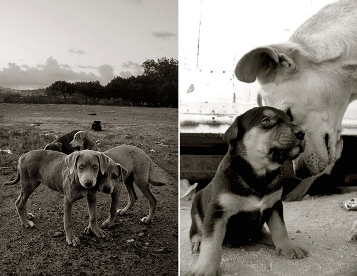 Touching Portraits Of Stray Dogs Waiting To Be Adopted