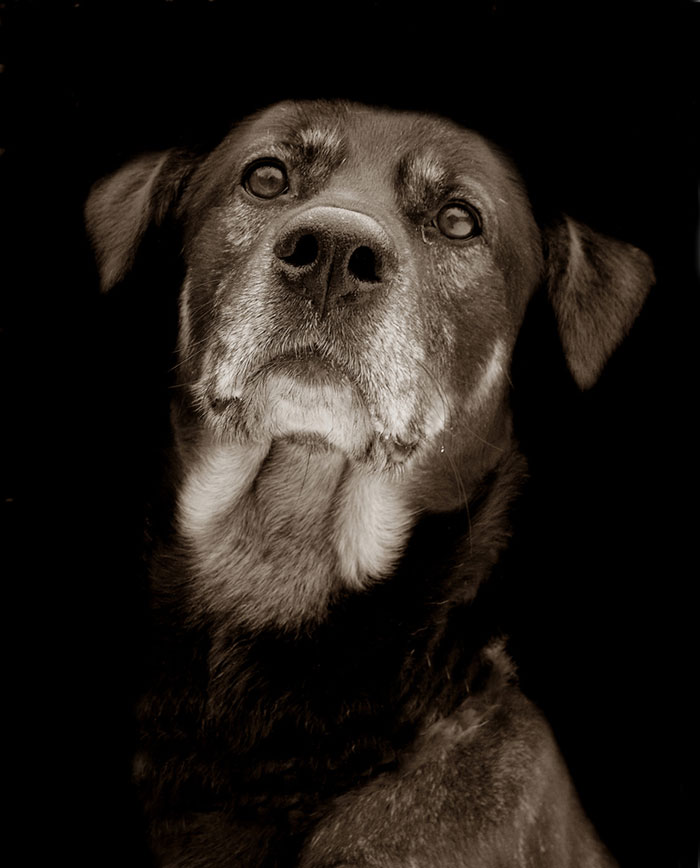 Touching Portraits Of Stray Dogs Waiting To Be Adopted
