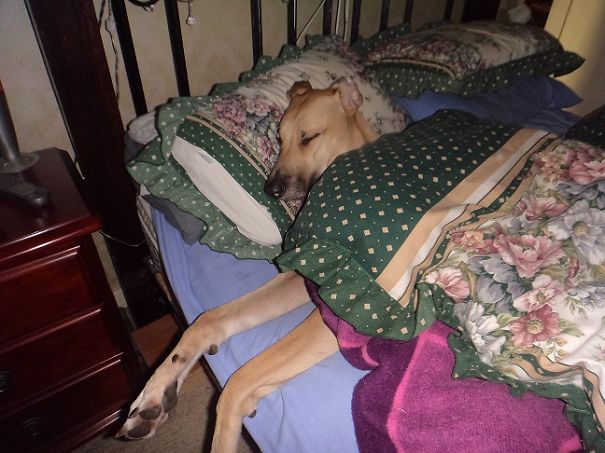 Dakota - He Just Loves His Dad's Side Of The Bed. He Was Found On Side Of Highway At 5 Wks Old.