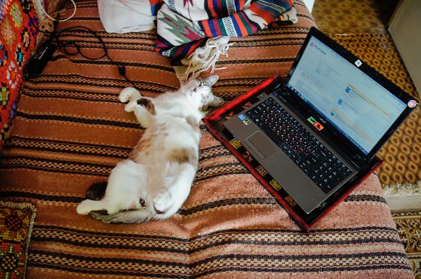 Hard-working Days Of My Cat