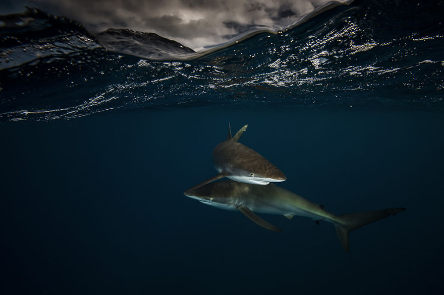 A Parallel Universe: My Half-Underwater Pics Show What Hides Beneath The Waves