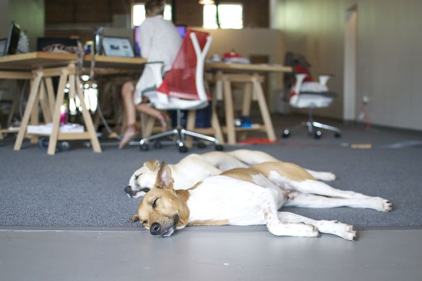 Kona And Ivan Have Been Coding All Morning And Are Now Exhausted! -look-listen (atlanta)