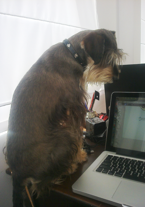 Our Relaxation Therapist Is Giving His Opinion On Our Web Design Studio