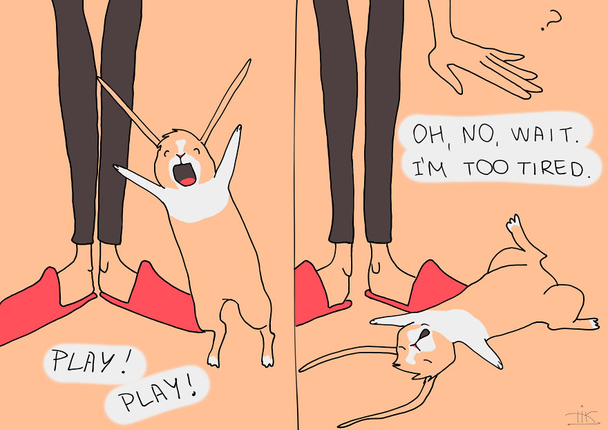 Everything You Always Wanted To Know About Rabbits, But Were Afraid To Ask