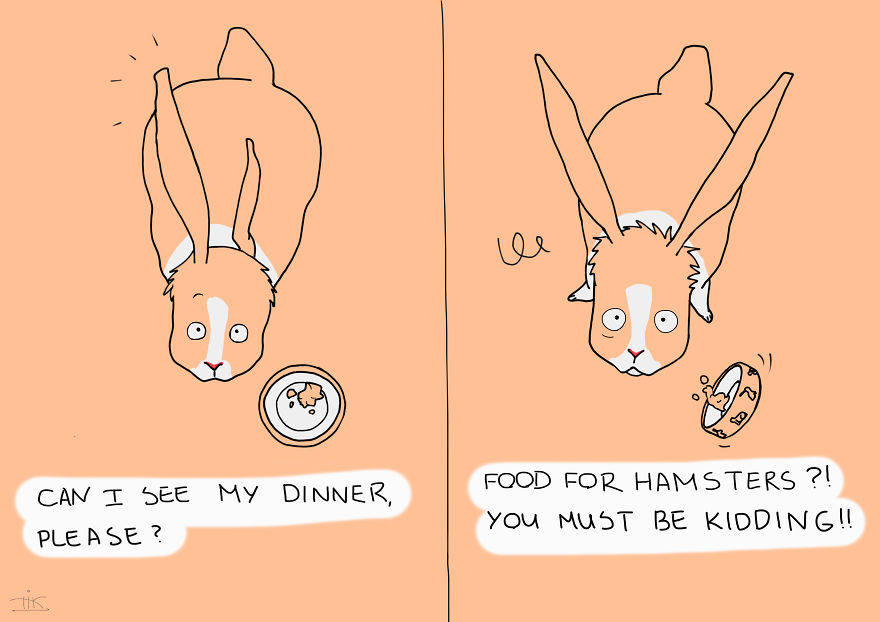 Everything You Always Wanted To Know About Rabbits, But Were Afraid To Ask