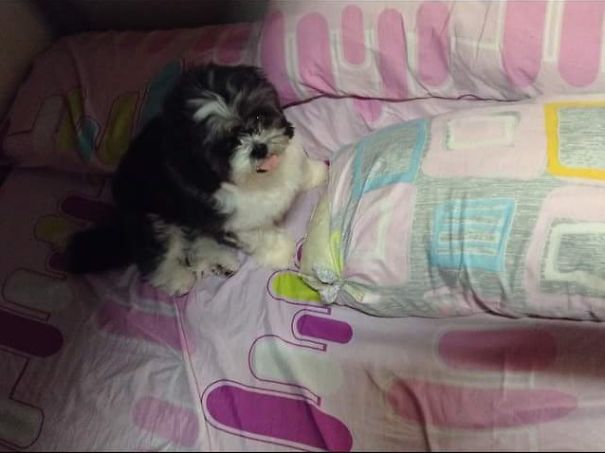 This Is My Bed! #marley