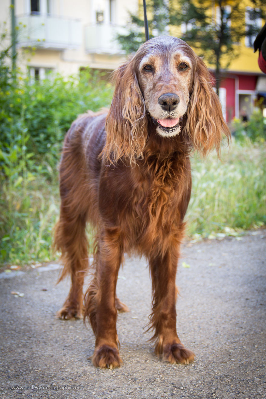 Hot Dogs: My Collection Of Cool Dogs In Their Natural Urban Habitats Hot Dogs: My Collection Of Cool Dogs In Their Natural Urban Habitats