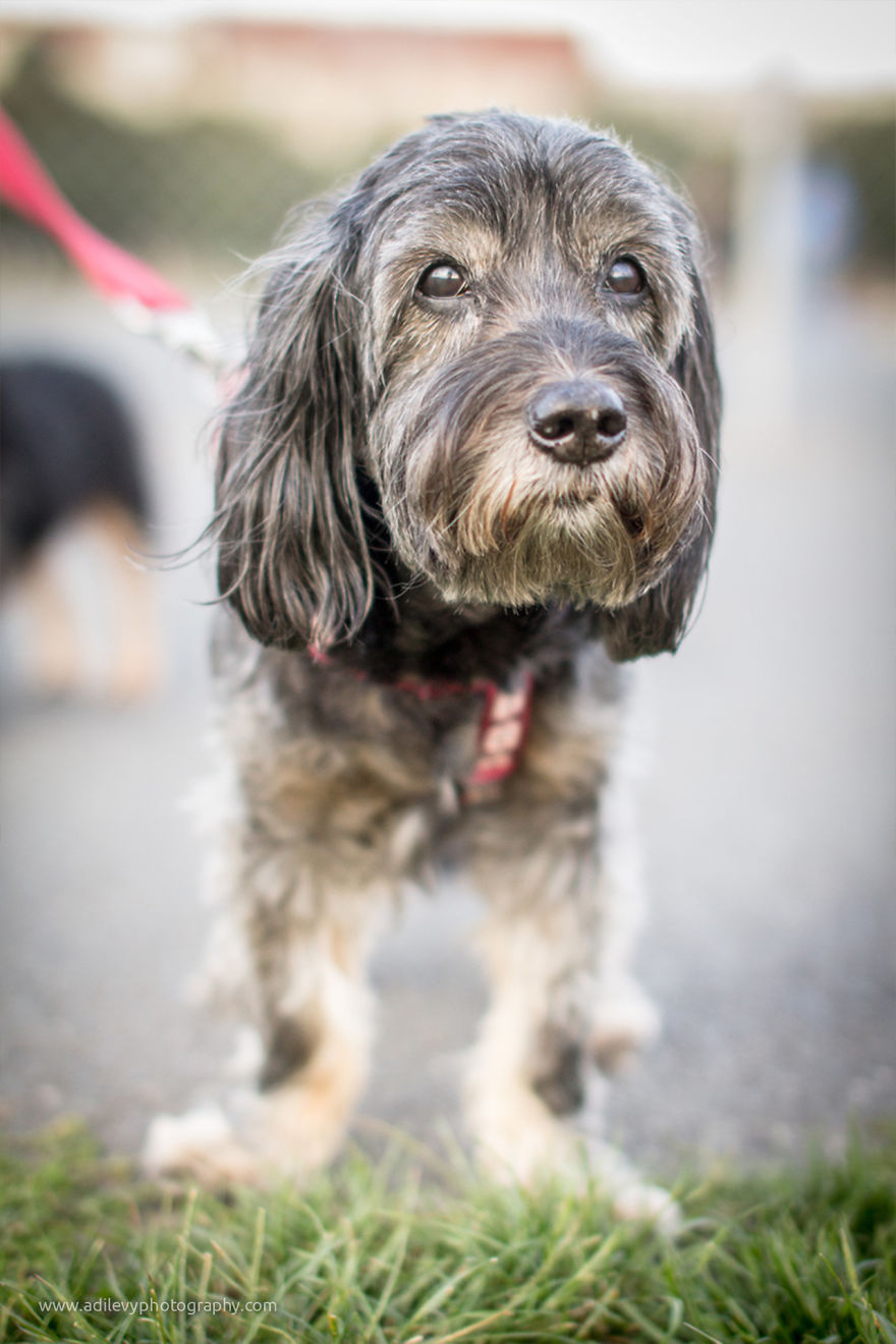Hot Dogs: My Collection Of Cool Dogs In Their Natural Urban Habitats Hot Dogs: My Collection Of Cool Dogs In Their Natural Urban Habitats