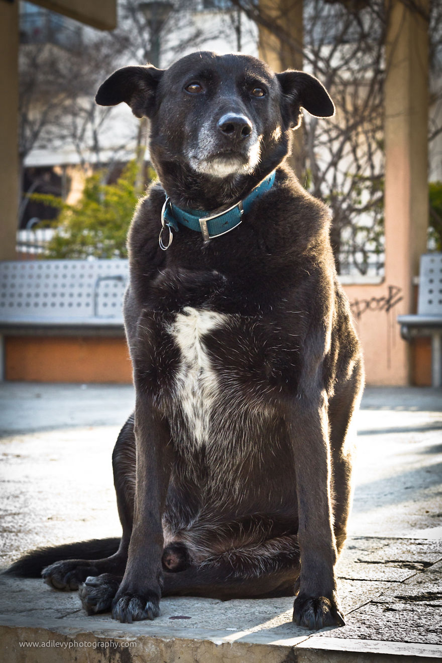 Hot Dogs: My Collection Of Cool Dogs In Their Natural Urban Habitats Hot Dogs: My Collection Of Cool Dogs In Their Natural Urban Habitats