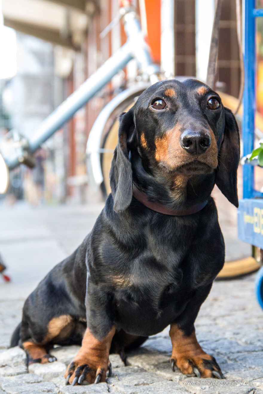 Hot Dogs: My Collection Of Cool Dogs In Their Natural Urban Habitats Hot Dogs: My Collection Of Cool Dogs In Their Natural Urban Habitats