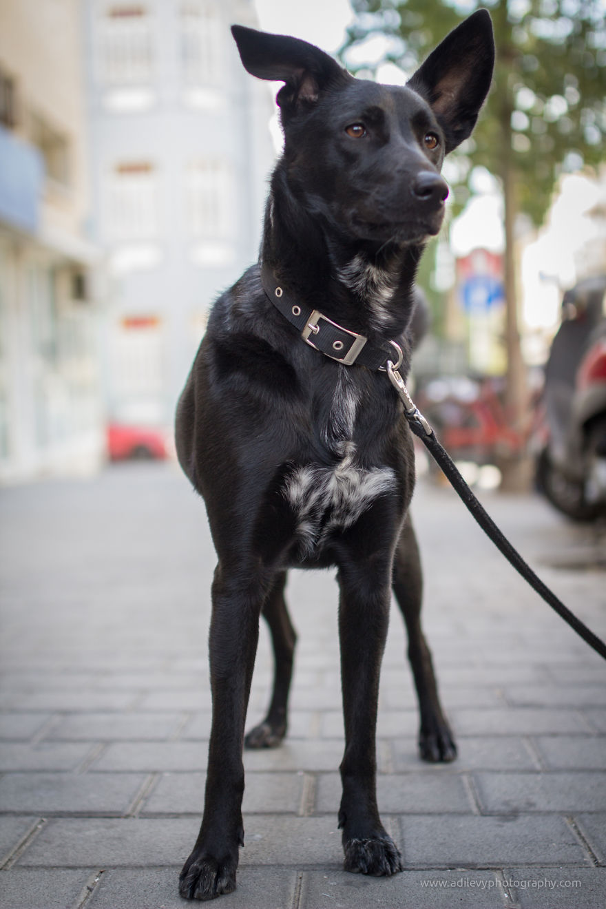 Hot Dogs: My Collection Of Cool Dogs In Their Natural Urban Habitats Hot Dogs: My Collection Of Cool Dogs In Their Natural Urban Habitats