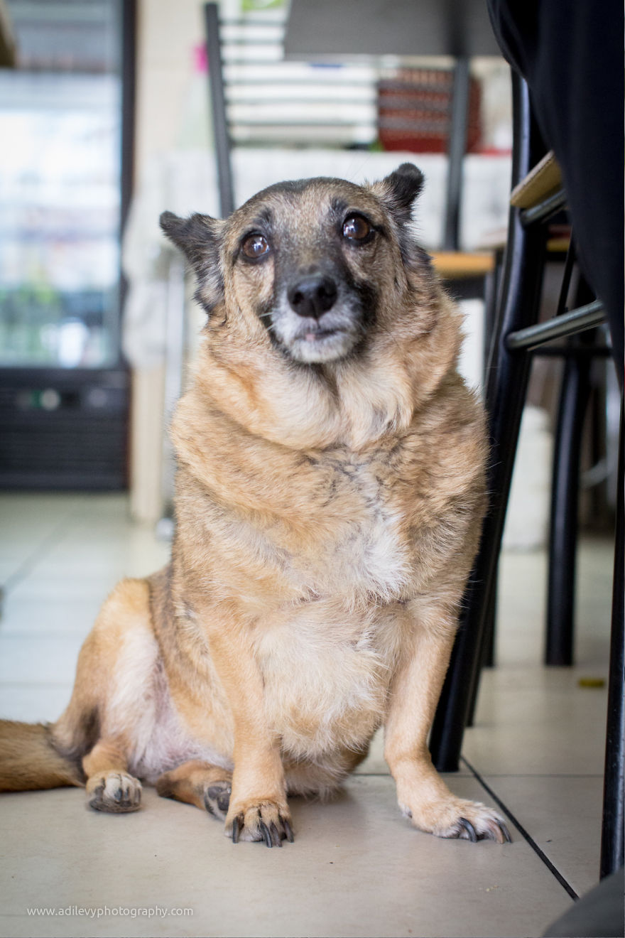 Hot Dogs: My Collection Of Cool Dogs In Their Natural Urban Habitats Hot Dogs: My Collection Of Cool Dogs In Their Natural Urban Habitats