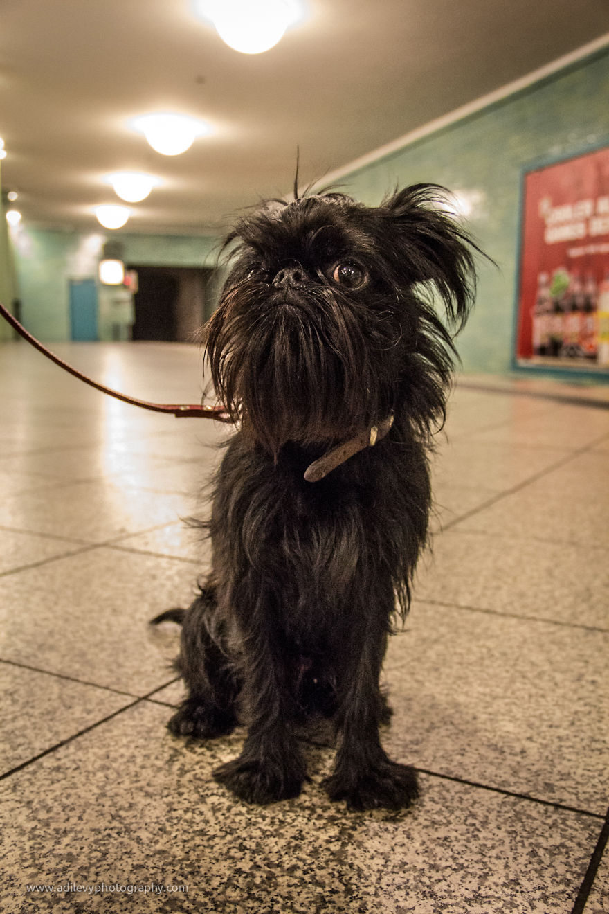Hot Dogs: My Collection Of Cool Dogs In Their Natural Urban Habitats Hot Dogs: My Collection Of Cool Dogs In Their Natural Urban Habitats