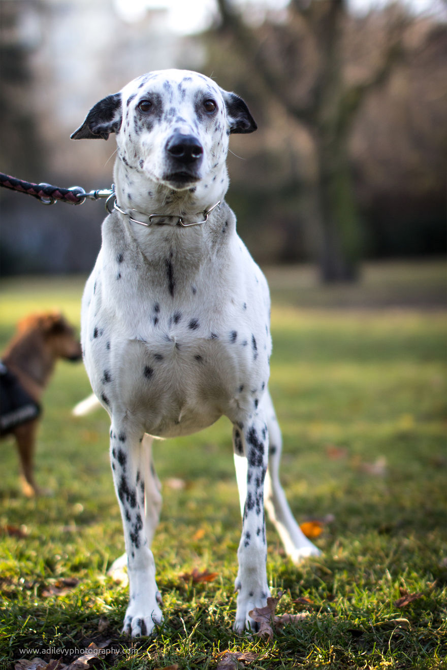Hot Dogs: My Collection Of Cool Dogs In Their Natural Urban Habitats Hot Dogs: My Collection Of Cool Dogs In Their Natural Urban Habitats