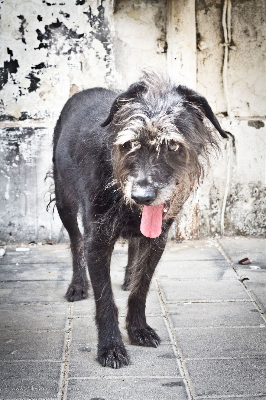 Hot Dogs: My Collection Of Cool Dogs In Their Natural Urban Habitats Hot Dogs: My Collection Of Cool Dogs In Their Natural Urban Habitats