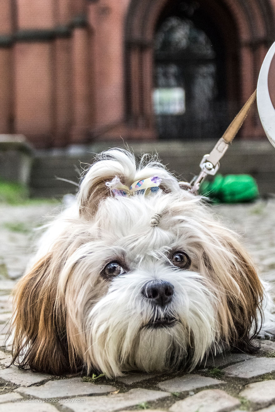 Hot Dogs: My Collection Of Cool Dogs In Their Natural Urban Habitats Hot Dogs: My Collection Of Cool Dogs In Their Natural Urban Habitats