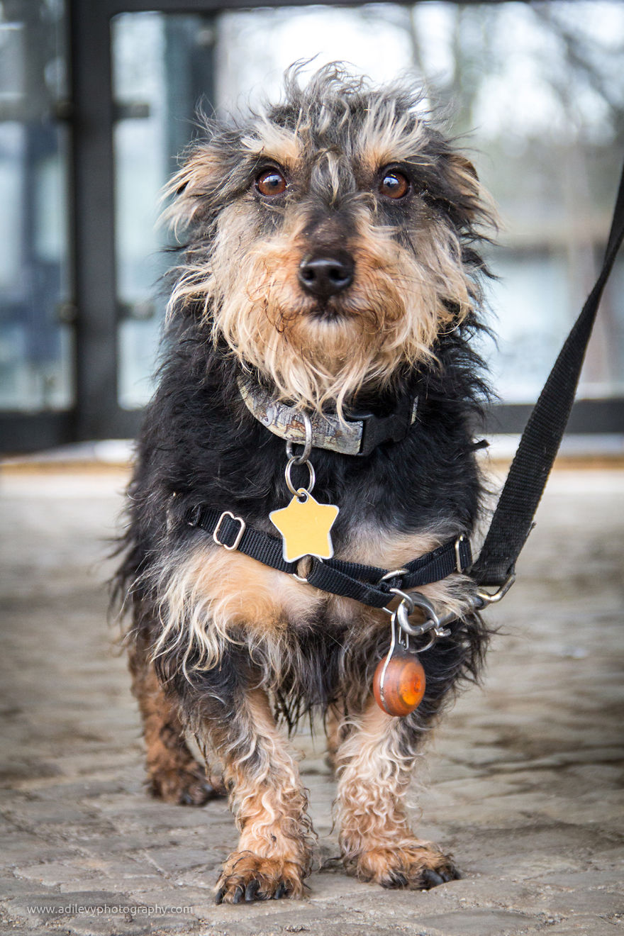 Hot Dogs: My Collection Of Cool Dogs In Their Natural Urban Habitats Hot Dogs: My Collection Of Cool Dogs In Their Natural Urban Habitats