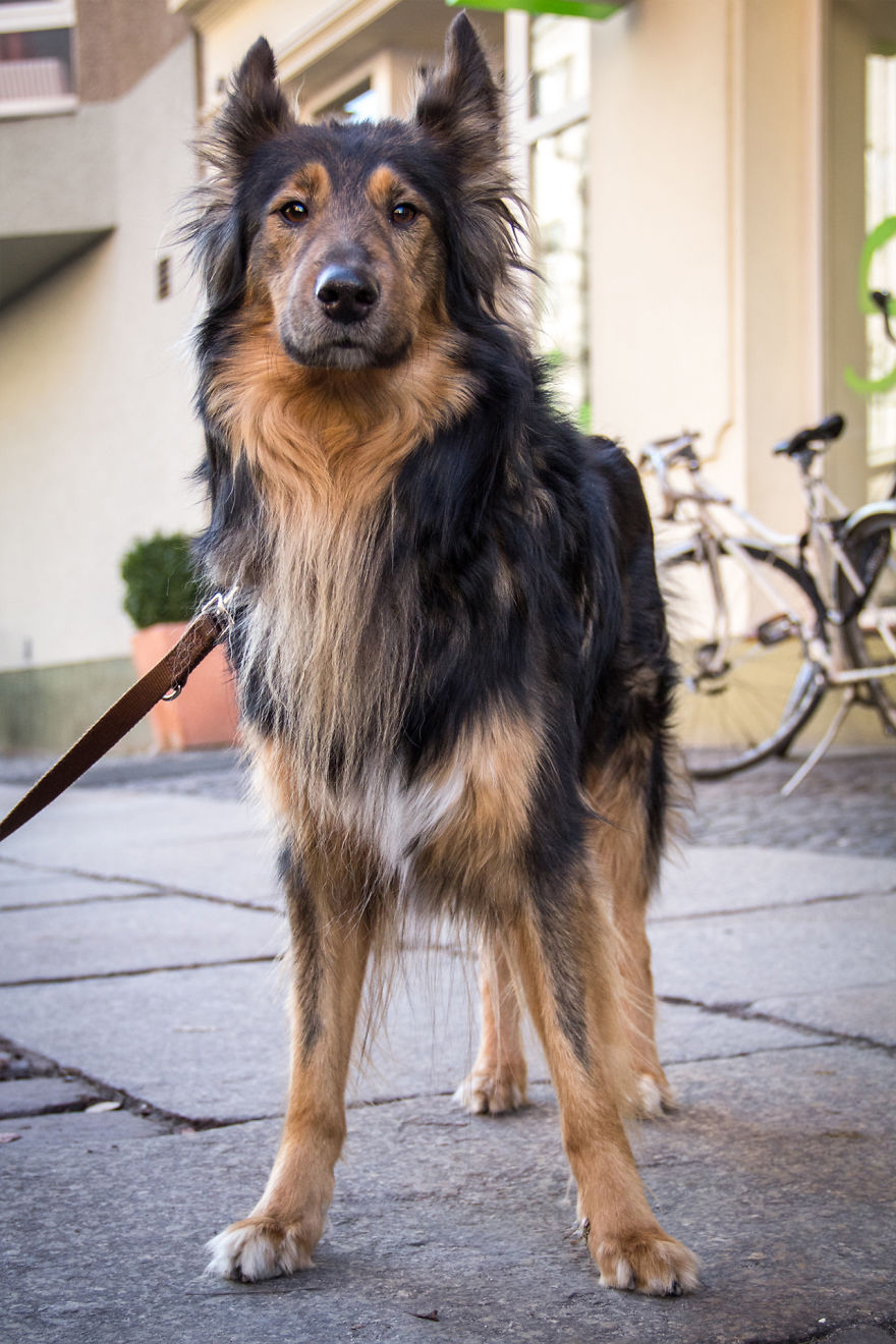 Hot Dogs: My Collection Of Cool Dogs In Their Natural Urban Habitats Hot Dogs: My Collection Of Cool Dogs In Their Natural Urban Habitats