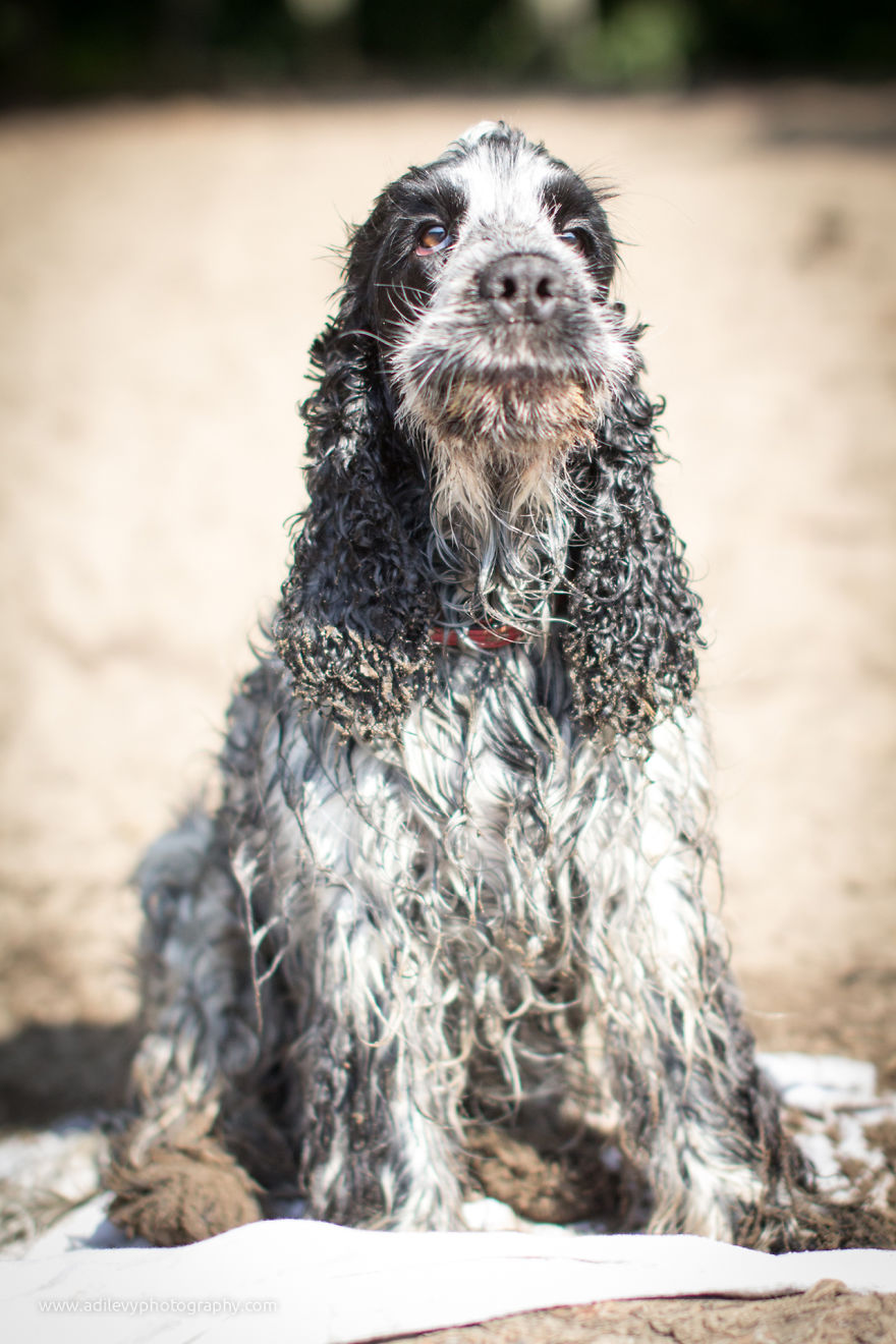 Hot Dogs: My Collection Of Cool Dogs In Their Natural Urban Habitats Hot Dogs: My Collection Of Cool Dogs In Their Natural Urban Habitats