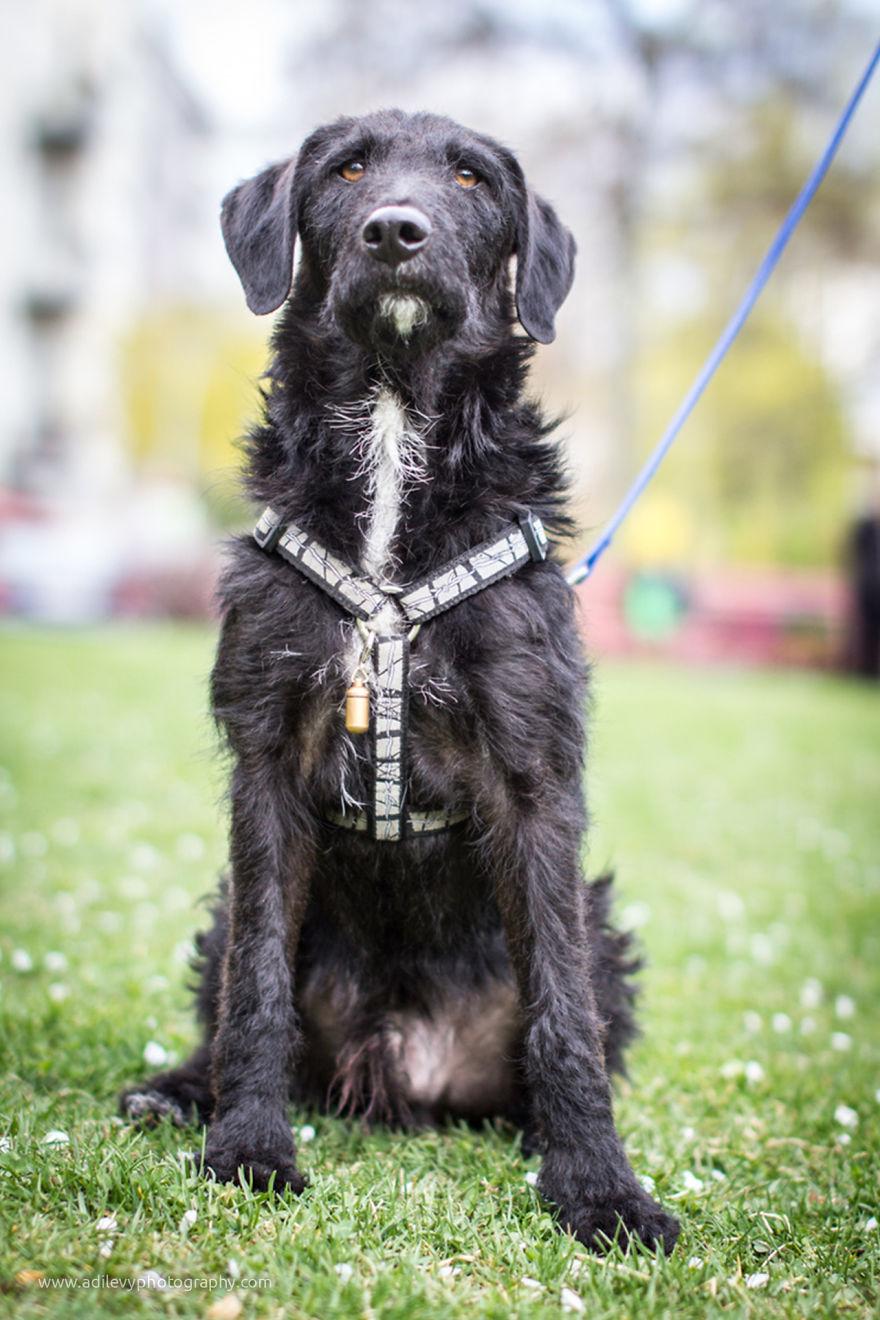 Hot Dogs: My Collection Of Cool Dogs In Their Natural Urban Habitats Hot Dogs: My Collection Of Cool Dogs In Their Natural Urban Habitats