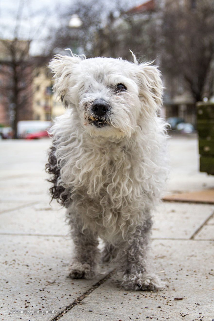 Hot Dogs: My Collection Of Cool Dogs In Their Natural Urban Habitats Hot Dogs: My Collection Of Cool Dogs In Their Natural Urban Habitats