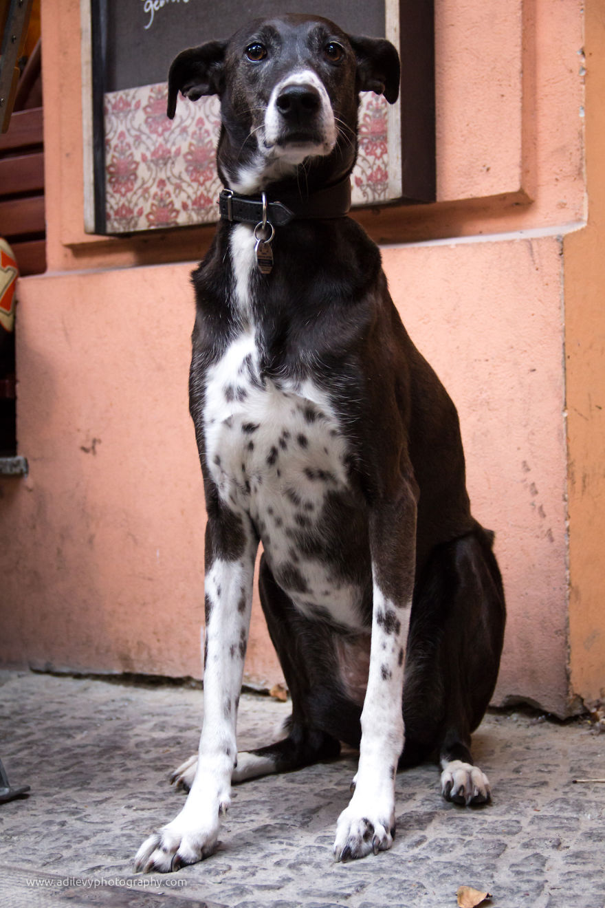 Hot Dogs: My Collection Of Cool Dogs In Their Natural Urban Habitats Hot Dogs: My Collection Of Cool Dogs In Their Natural Urban Habitats
