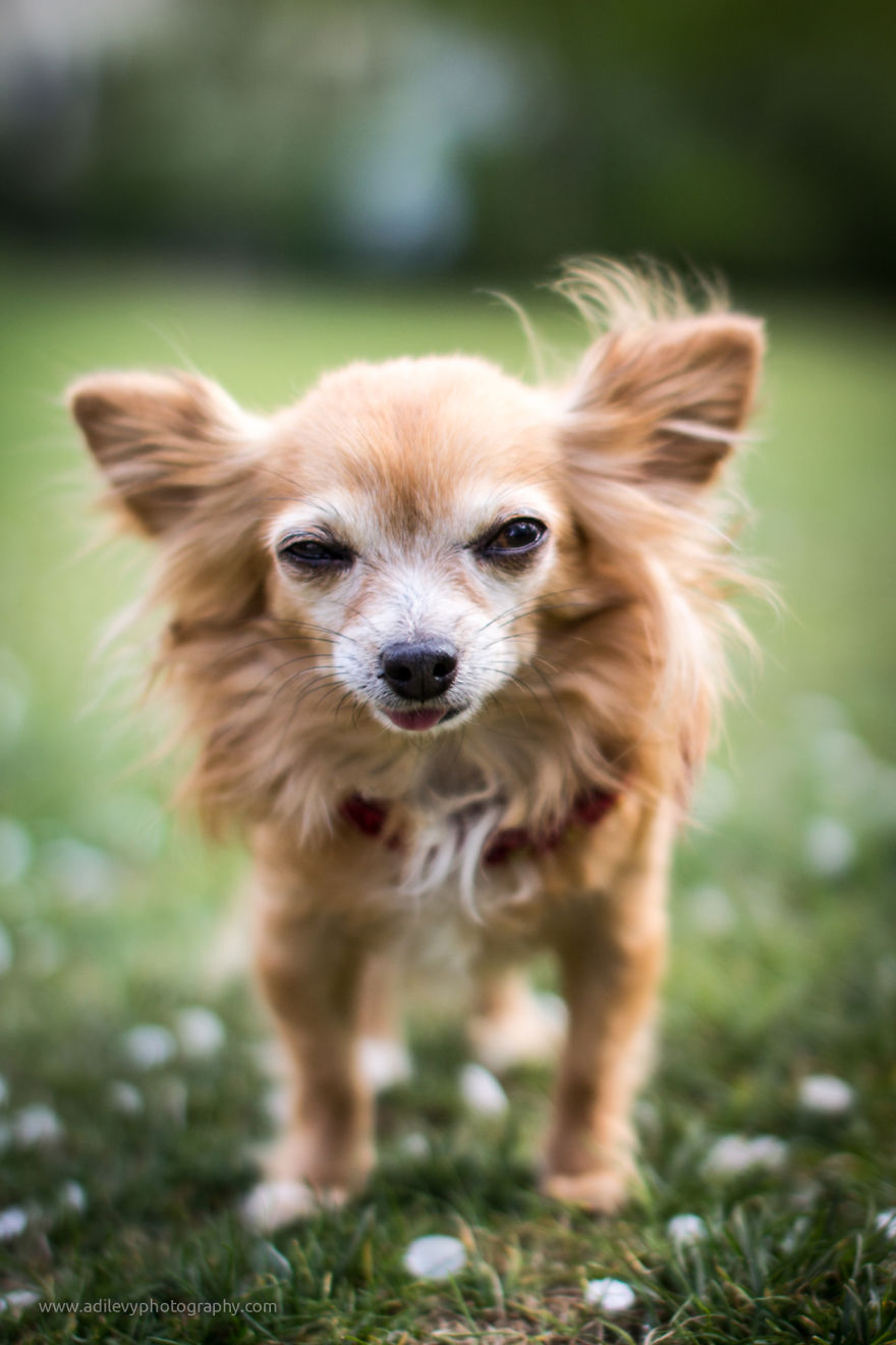 Hot Dogs: My Collection Of Cool Dogs In Their Natural Urban Habitats Hot Dogs: My Collection Of Cool Dogs In Their Natural Urban Habitats