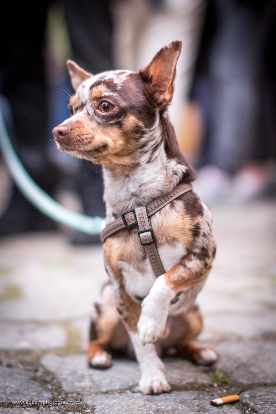Hot Dogs: My Collection Of Cool Dogs In Their Natural Urban Habitats Hot Dogs: My Collection Of Cool Dogs In Their Natural Urban Habitats