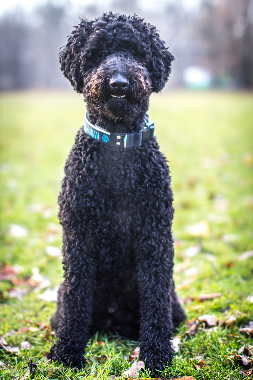 Hot Dogs: My Collection Of Cool Dogs In Their Natural Urban Habitats Hot Dogs: My Collection Of Cool Dogs In Their Natural Urban Habitats