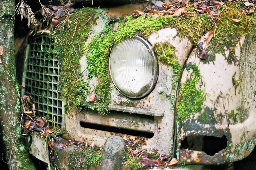 Hundreds Of Classic Abandoned Cars Hidden In Swedish Forest Hundreds Of Classic Abandoned Cars Hidden In Swedish Forest