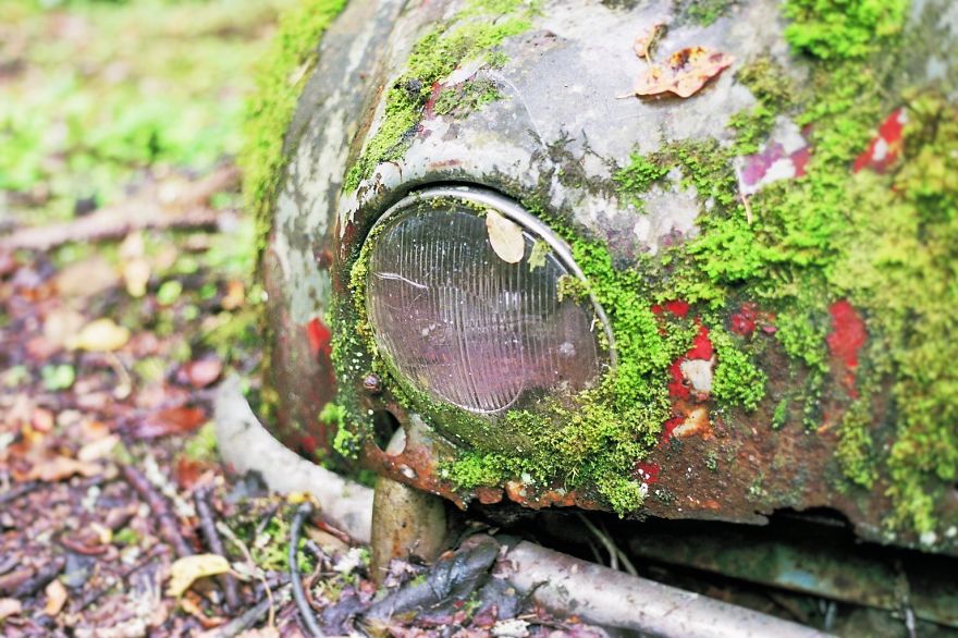 Hundreds Of Classic Abandoned Cars Hidden In Swedish Forest