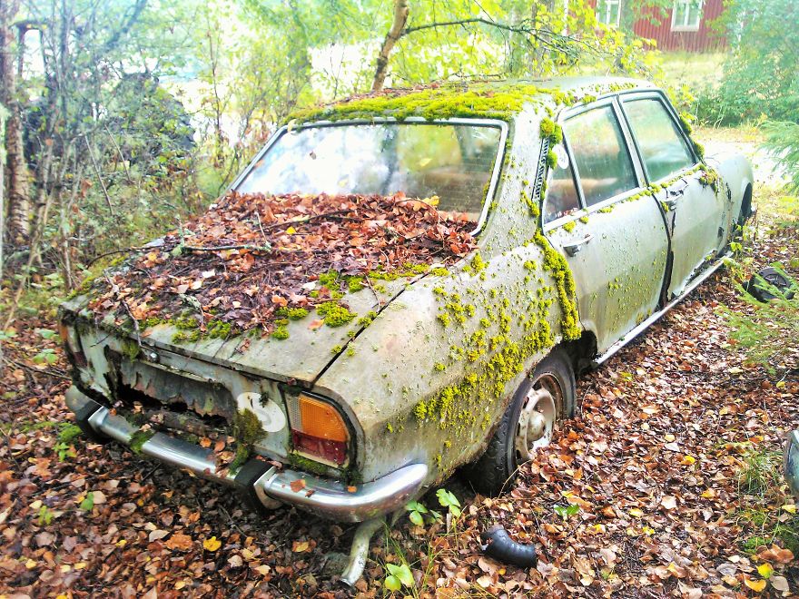 Hundreds Of Classic Abandoned Cars Hidden In Swedish Forest