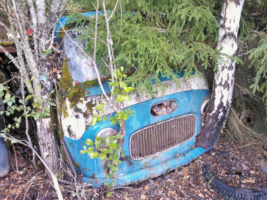 Hundreds Of Classic Abandoned Cars Hidden In Swedish Forest Hundreds Of Classic Abandoned Cars Hidden In Swedish Forest