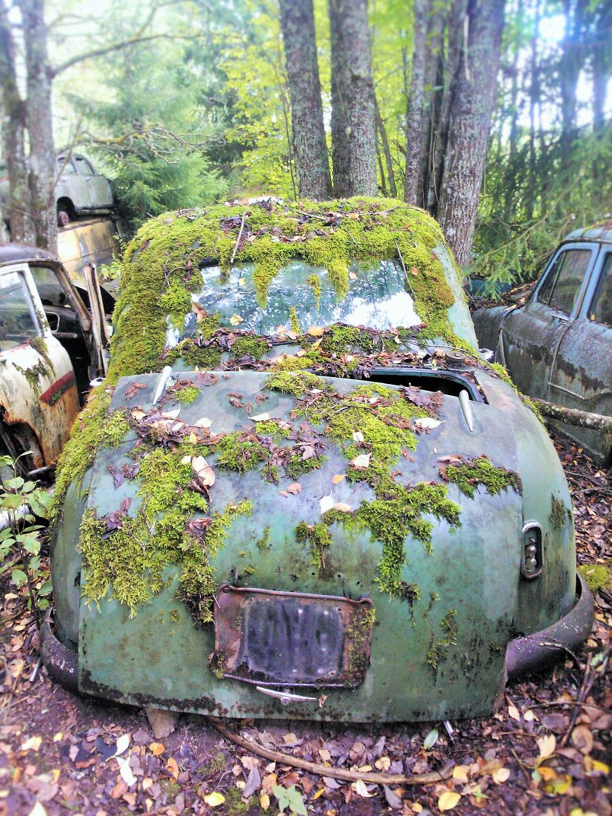 Hundreds Of Classic Abandoned Cars Hidden In Swedish Forest Hundreds Of Classic Abandoned Cars Hidden In Swedish Forest