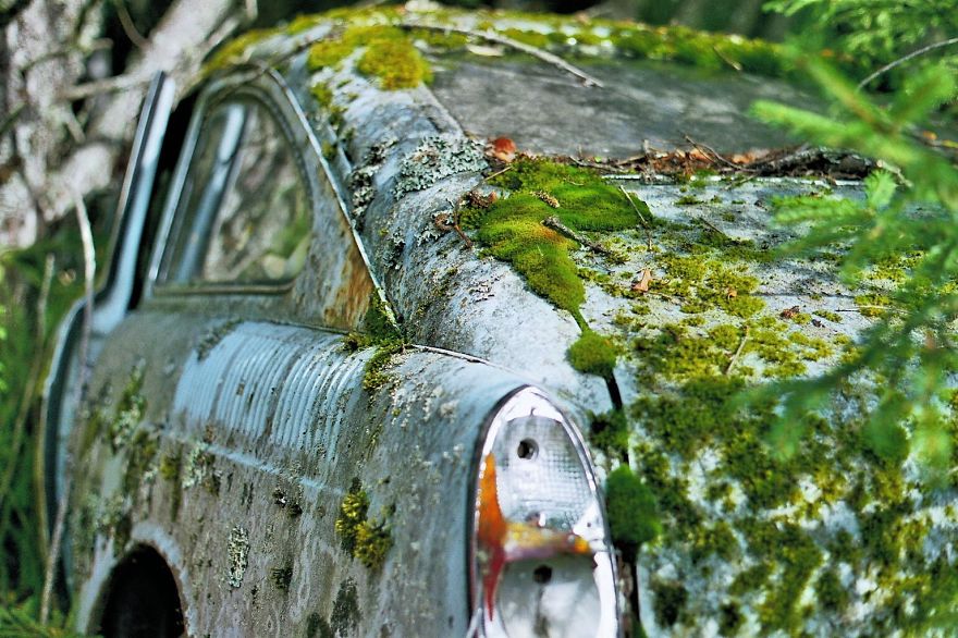 Hundreds Of Classic Abandoned Cars Hidden In Swedish Forest Hundreds Of Classic Abandoned Cars Hidden In Swedish Forest