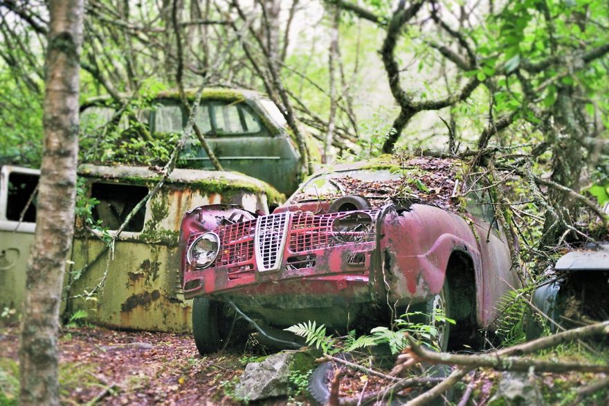 Hundreds Of Classic Abandoned Cars Hidden In Swedish Forest Hundreds Of Classic Abandoned Cars Hidden In Swedish Forest