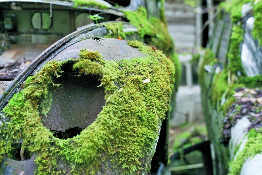 Hundreds Of Classic Abandoned Cars Hidden In Swedish Forest Hundreds Of Classic Abandoned Cars Hidden In Swedish Forest