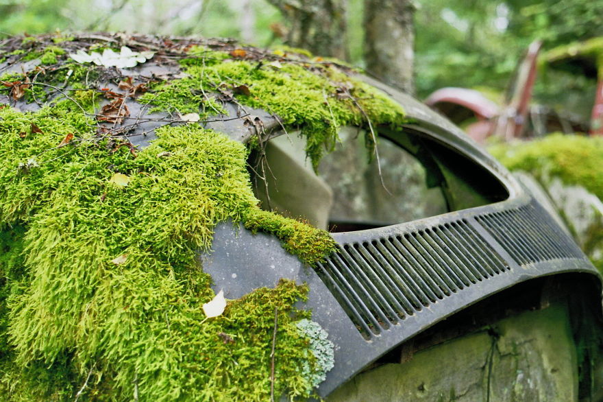 Hundreds Of Classic Abandoned Cars Hidden In Swedish Forest