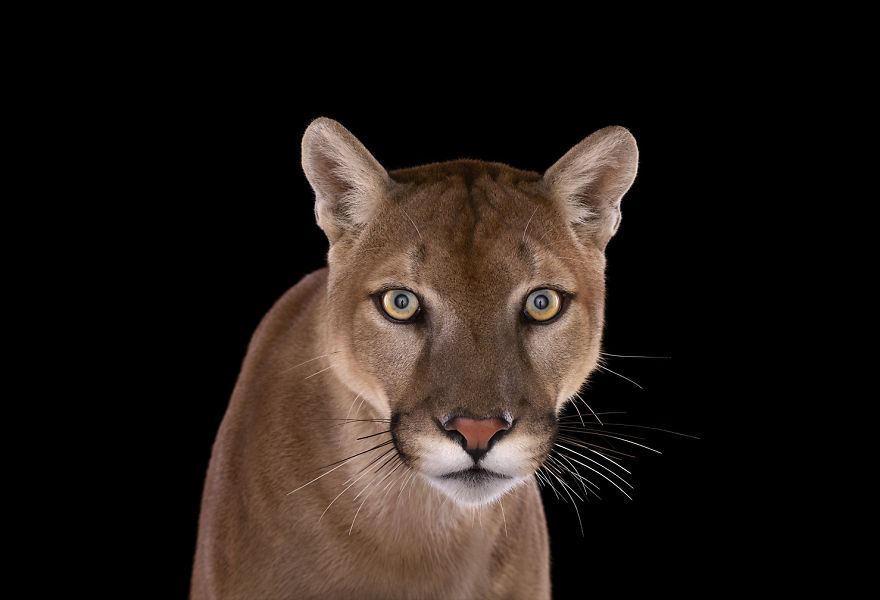 I Create Studio Portraits Of Exotic Animals Looking Directly Into The Camera