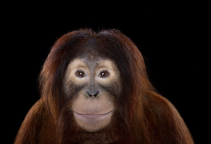 I Create Studio Portraits Of Exotic Animals Looking Directly Into The Camera