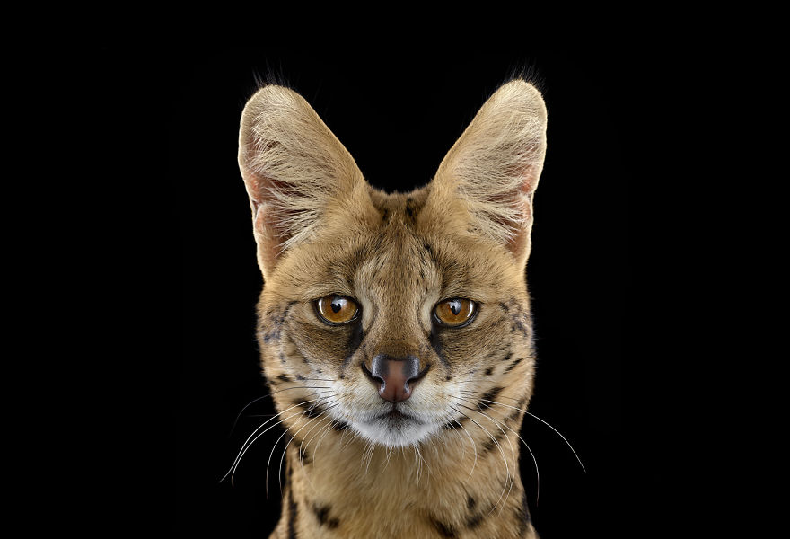 I Create Studio Portraits Of Exotic Animals Looking Directly Into The Camera