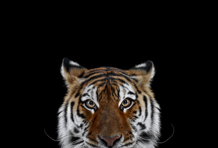 I Create Studio Portraits Of Exotic Animals Looking Directly Into The Camera