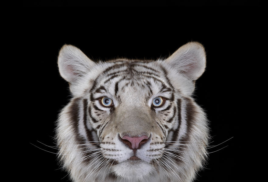 I Create Studio Portraits Of Exotic Animals Looking Directly Into The Camera