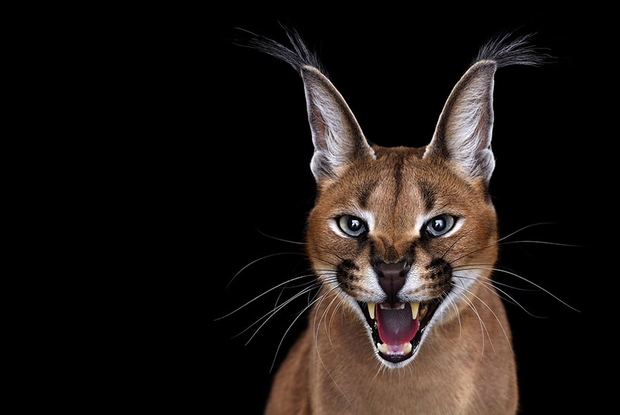I Create Studio Portraits Of Exotic Animals Looking Directly Into The Camera
