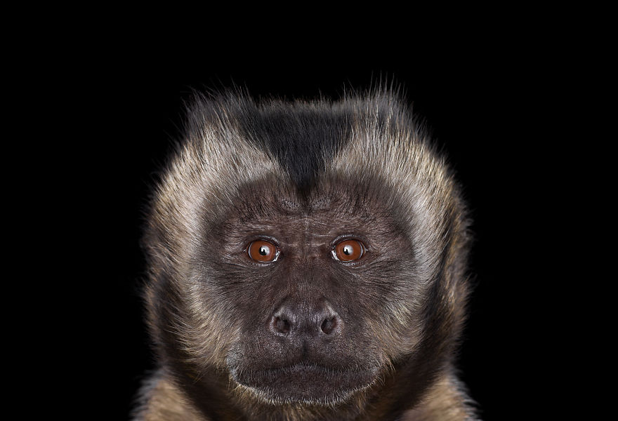I Create Studio Portraits Of Exotic Animals Looking Directly Into The Camera